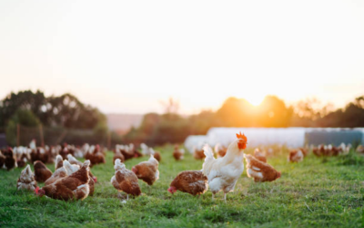 L’elevage de poulets durables : Maitre Coq, un engagement envers le bien-etre animal, l’environnement et la qualite des produits