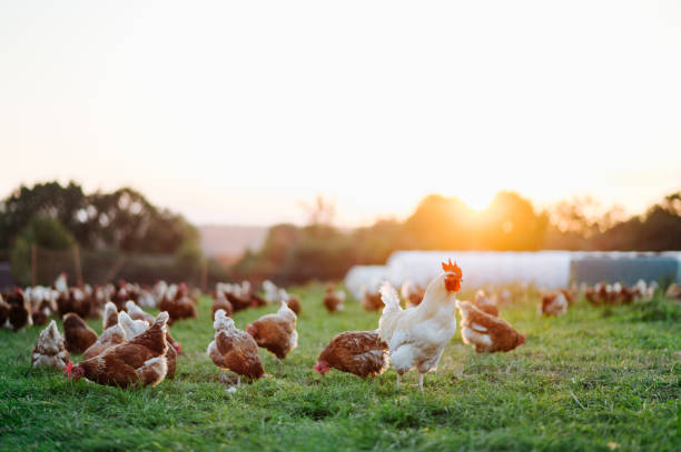L’elevage de poulets durables : Maitre Coq, un engagement envers le bien-etre animal, l’environnement et la qualite des produits